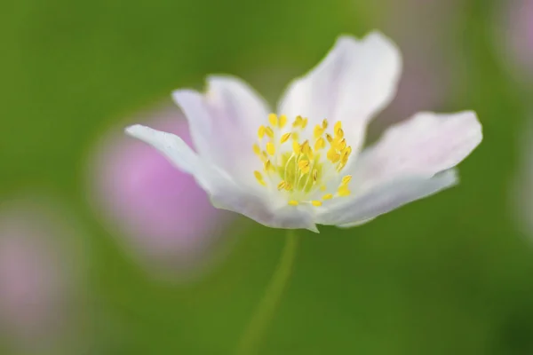 Bílé Okvětní Lístky Kvetoucí Flóra — Stock fotografie