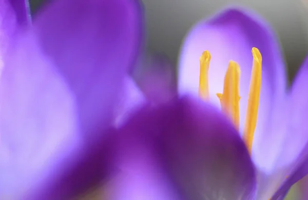 Crocus Flores Crocodilo Pétalas Flora Primavera — Fotografia de Stock