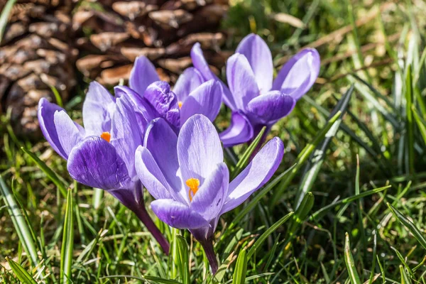 Pierwsze Wiosenne Kwiaty Krokus — Zdjęcie stockowe