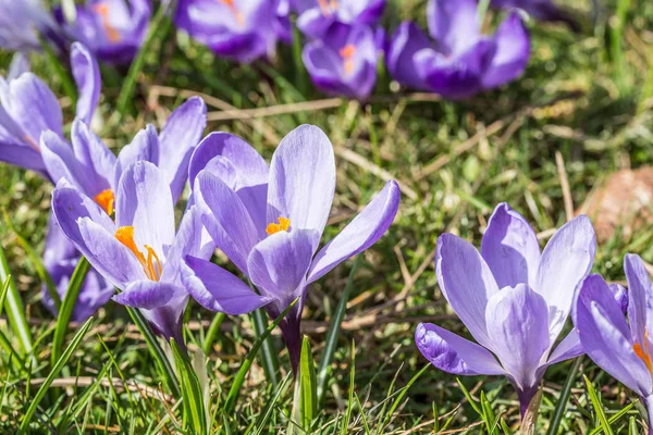 Wiosenne Kwiaty Krokusa Purpurowa Flora — Zdjęcie stockowe