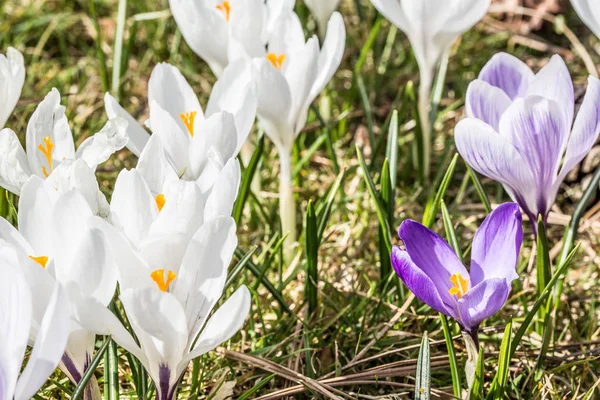 Wiosenne Kwiaty Krokusa Purpurowa Flora — Zdjęcie stockowe