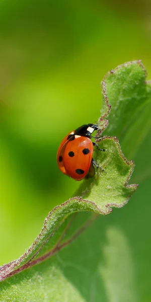 Vista Cerca Lindo Insecto Mariquita — Foto de Stock