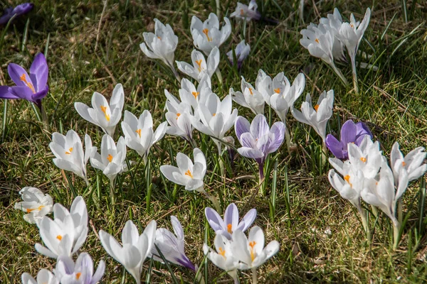 Krokusy Wiosenne Flora Płatki — Zdjęcie stockowe