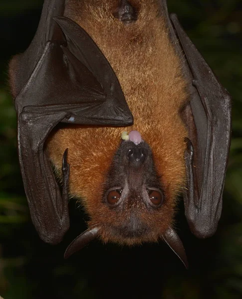 Létající Liška Zvíře Pteropus — Stock fotografie