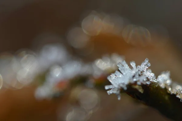 Cristais Gelo Geada Inverno — Fotografia de Stock