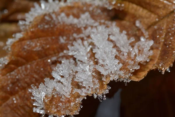 Buz Kristalleri Kış Soğuğu — Stok fotoğraf