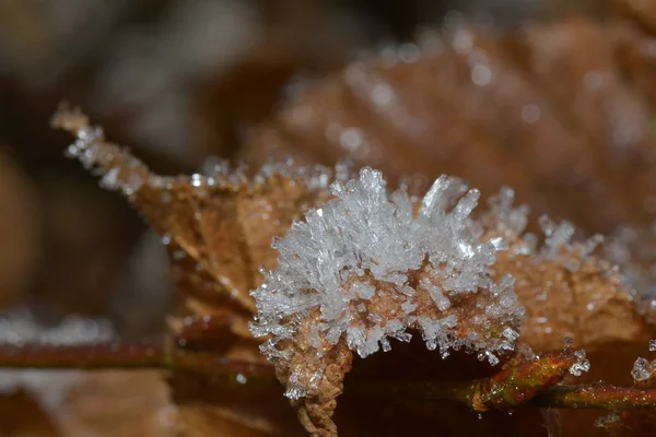 Кристаллы Льда Зимний Мороз — стоковое фото