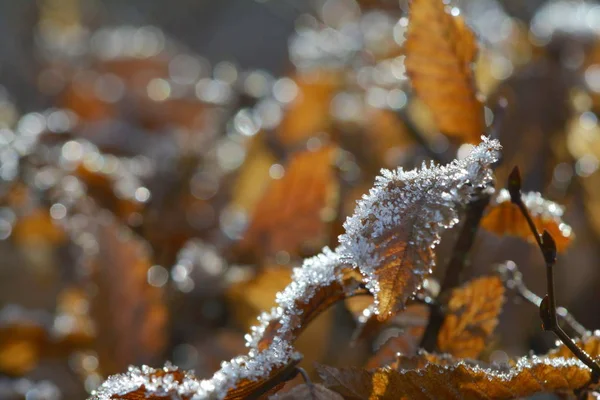 Cristalli Ghiaccio Gelo Invernale — Foto Stock