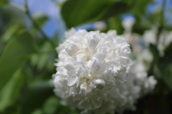 Gyönyörű Virágok Virágos Koncepció Természet Háttér — Stock Fotó