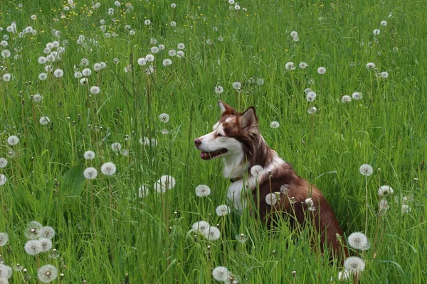 Dog Dandelions Meadow — Stock Photo, Image