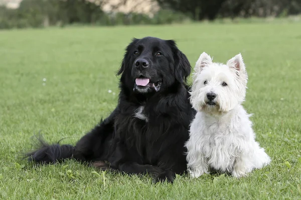 Deux Chiens Assis Sur Herbe Couleur Est Noir Blanc Noir — Photo