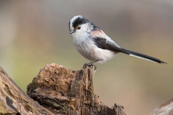 Vista Cênica Belo Pássaro Titmouse — Fotografia de Stock