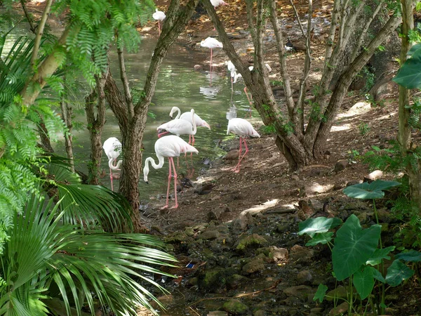 Flamingos Uma Lagoa Maurício — Fotografia de Stock