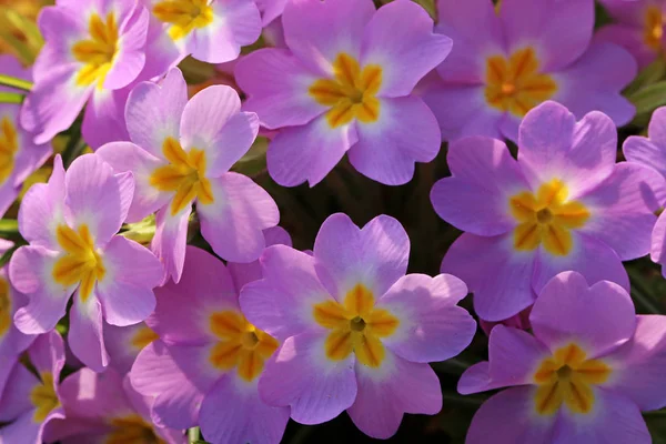 Primeln Blumen Flora Und Blütenblätter — Stockfoto