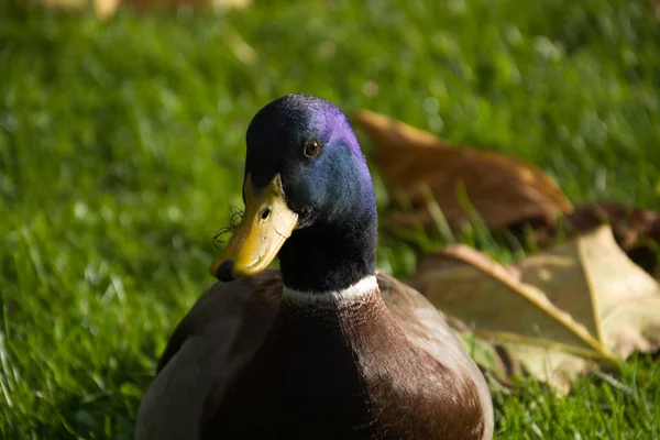 Aussichtsreiche Aussicht Auf Schöne Vögel Der Natur — Stockfoto