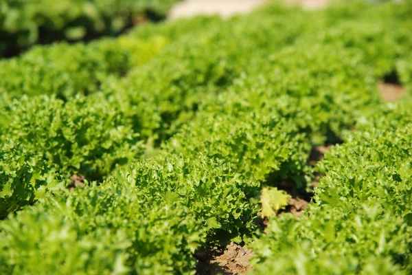 Salad Field — Stock Photo, Image