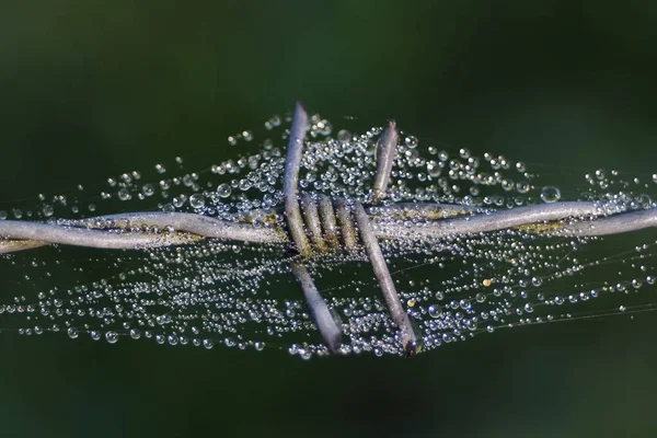 Αράχνη Στο Γρασίδι — Φωτογραφία Αρχείου