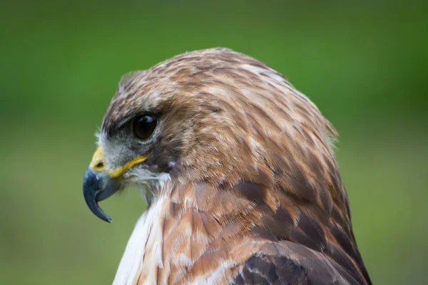 Scenic View Majestic Buzzard Predator — Stock Photo, Image