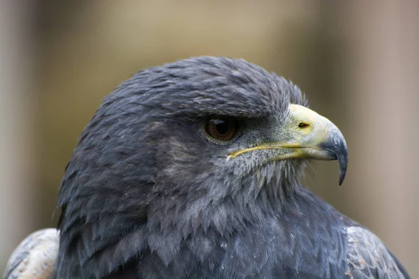 Schilderachtig Uitzicht Majestueuze Buizerd Roofdier — Stockfoto