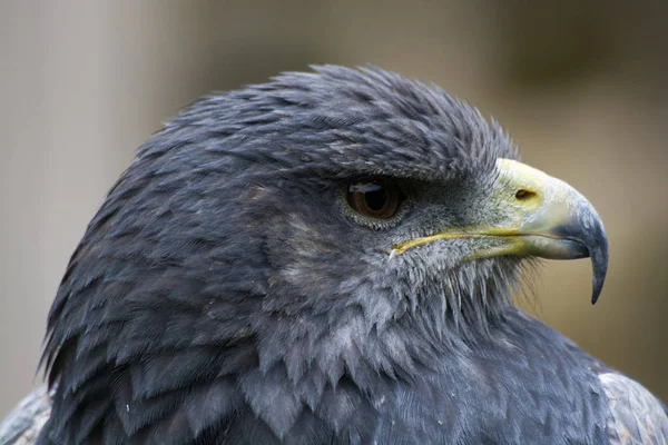 Vista Panorâmica Majestoso Predador Buzzard — Fotografia de Stock