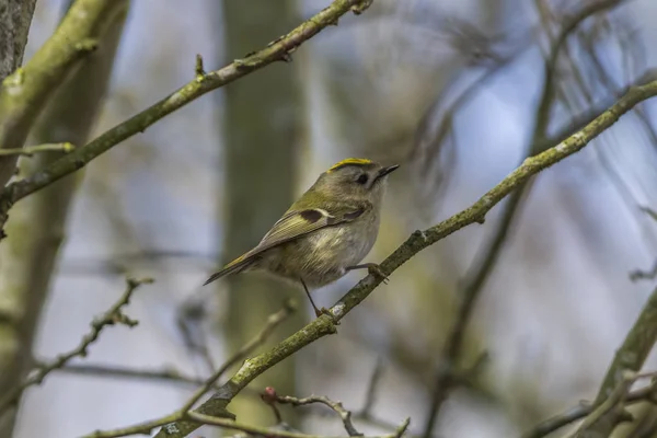 Vinterguld Kyckling Jakt Efter Mat — Stockfoto