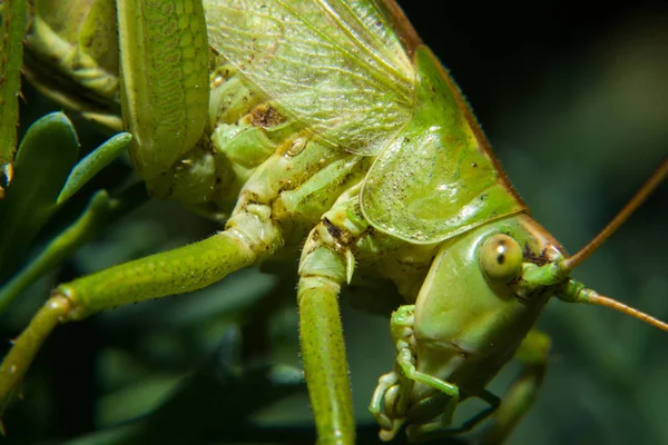 Çekirge Böceği Çekirge Böceği — Stok fotoğraf