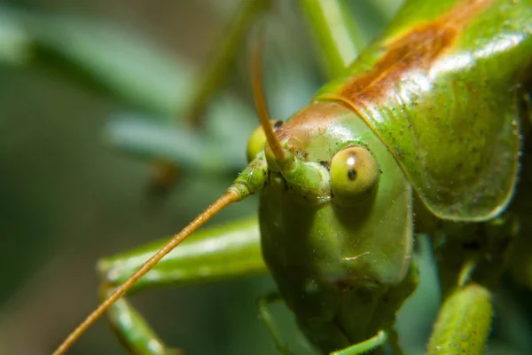 Ακρίδα Έντομο Bug Κρίκετ — Φωτογραφία Αρχείου