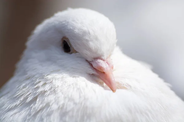 Scenic View Beautiful Bird Nature — Stock Photo, Image