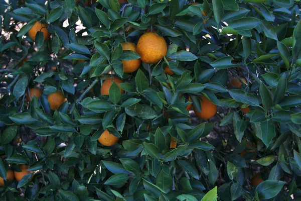 Čerstvé Zralé Pomeranče Rostoucí Stromě Floridě — Stock fotografie
