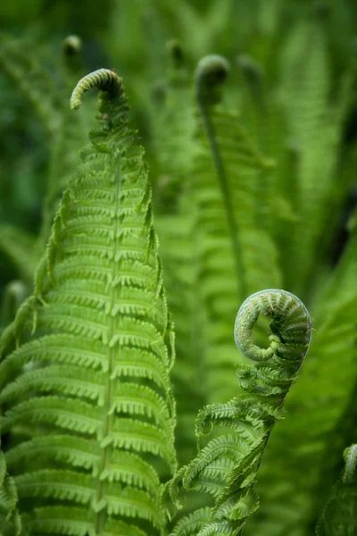 Piękne Botaniczne Ujęcie Naturalna Tapeta — Zdjęcie stockowe