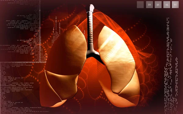 Illustration Numérique Des Poumons Humains Couleur Fond — Photo
