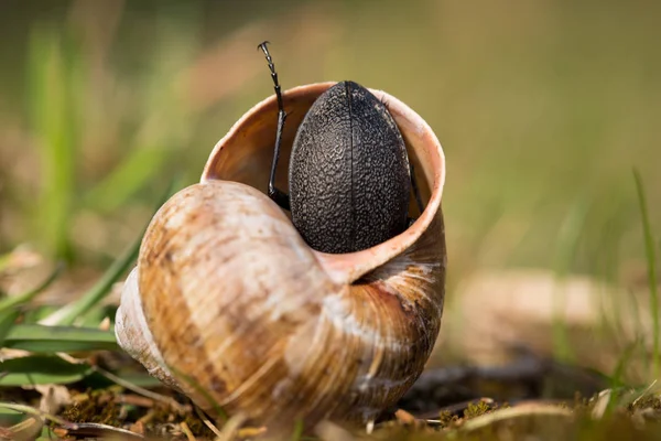 Beetle Wrong House — Stock Photo, Image