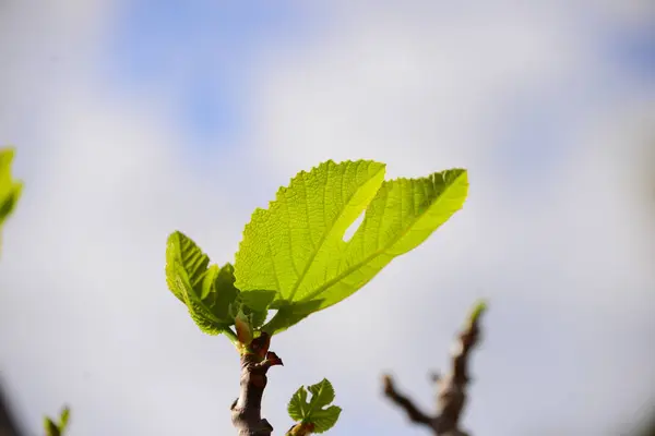 Плоды Смоковницы Зеленые Листья Дерева Фруктовое Дерево — стоковое фото