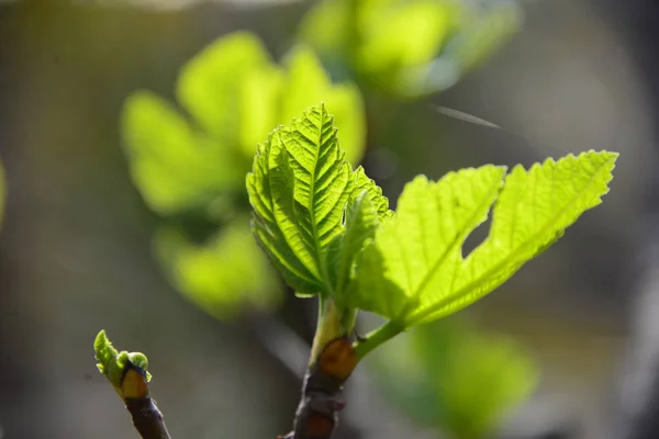 Lente Kleine Bladeren Boomtakken — Stockfoto