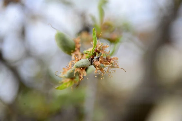 Almendras Árbol España — Foto de Stock