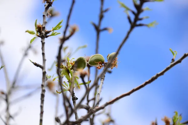Almonds Tree Spain — Stock Photo, Image