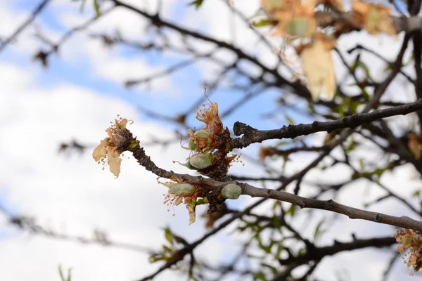 Квітка Мигдалевого Дерева Квіти Цвітуть — стокове фото