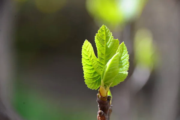 Primavera Folhas Pequenas Ramos Árvore — Fotografia de Stock