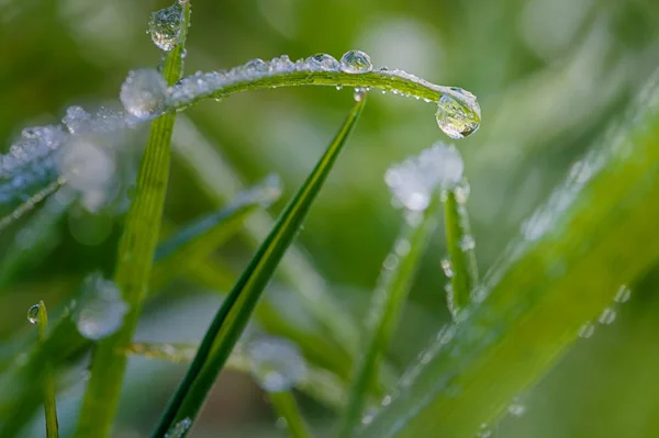 Dew Drops Grass — Stock Photo, Image