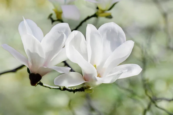 Magnolia Flowers Tree Spring Flora — Stock Photo, Image
