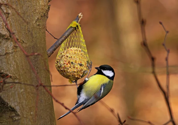 Great Tit Parus Major Pecks Tit Dumpling — Stock fotografie