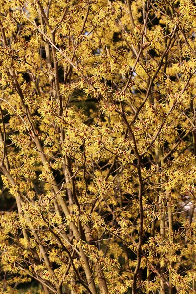 Flowering Hamamelis Intermedia Arnold Promise — Stock Photo, Image