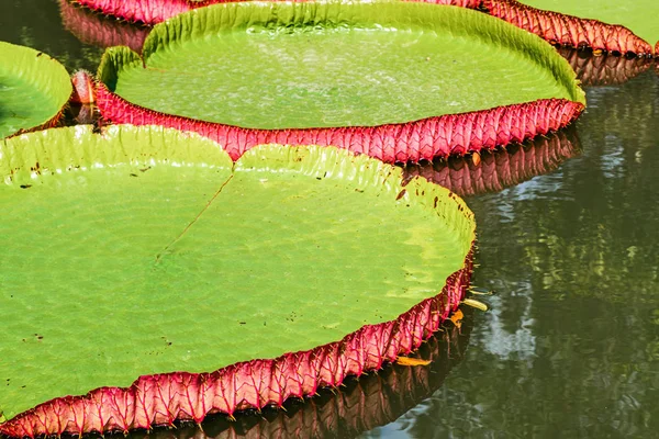 Flor Loto Lirio Flora Del Estanque — Foto de Stock