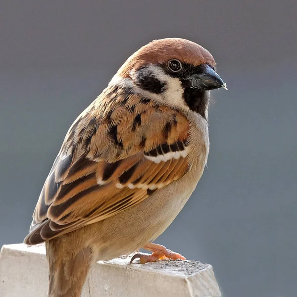 Vue Panoramique Mignon Oiseau Moineau — Photo