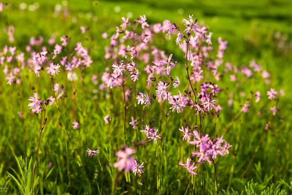 Ragged Robin Lychnis Flos Cuculi Flowers Green Summer Meadow — Stock Photo, Image