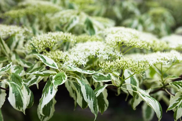 Primer Plano Las Flores Hojas Blancas Cornejo — Foto de Stock