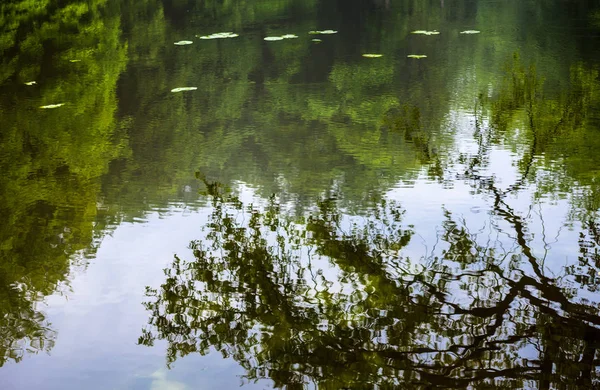 Gröna Sommarträd Reflekteras Vattnet — Stockfoto