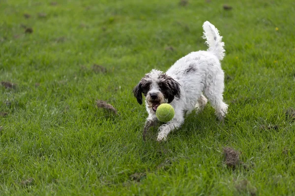 Fröhlicher Hund Spielt Mit Ball — Stockfoto