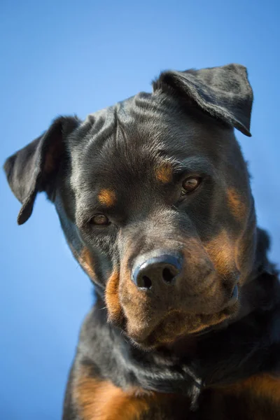 Retrato Rottweiler Puro Frente Céu Azul — Fotografia de Stock