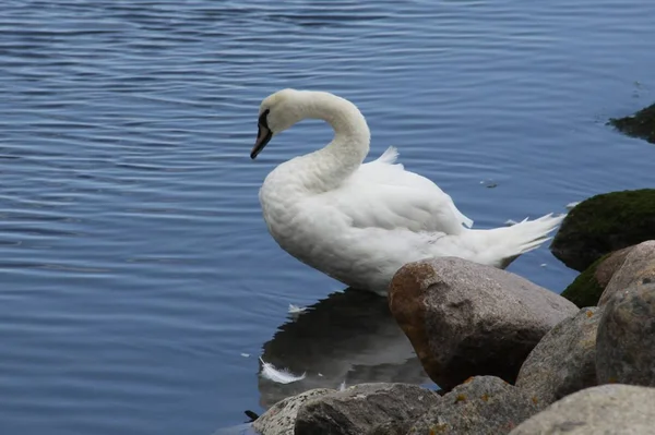 Oiseau Baignade Concept Sauvagerie — Photo